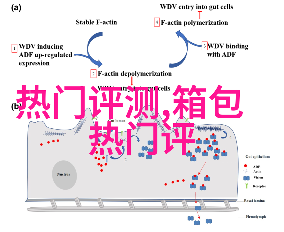 酒红的休闲裤配什么颜色的衣服好看